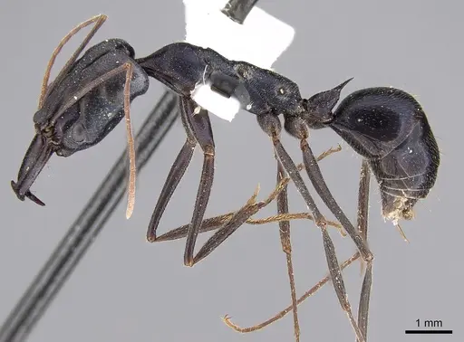 Odontomachus aciculatus specimen CASENT0281870 image casent0281870_3