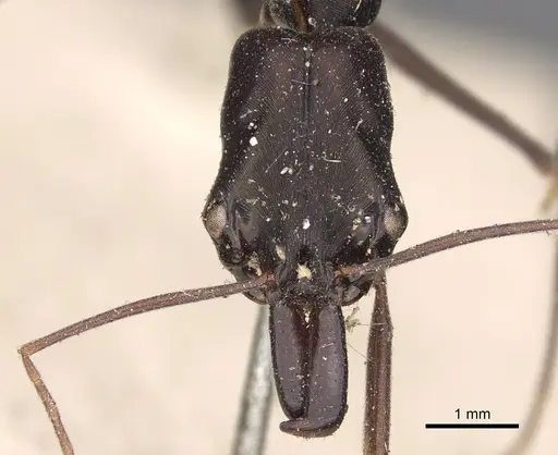 Odontomachus aciculatus specimen CASENT0901337 image casent0901337_2