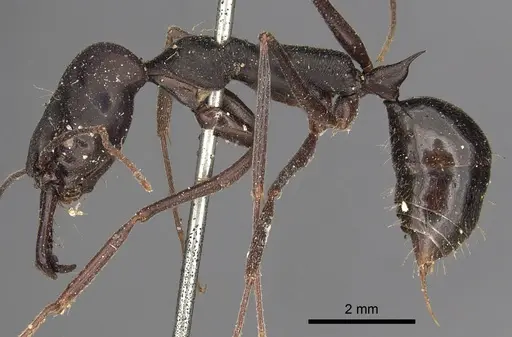 Odontomachus aciculatus specimen CASENT0901337 image casent0901337_3