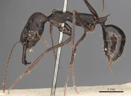Odontomachus aciculatus specimen CASENT0901337 image casent0901337_4