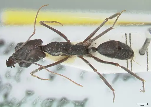 Odontomachus aciculatus specimen FOCOL1072 image focol1072_1