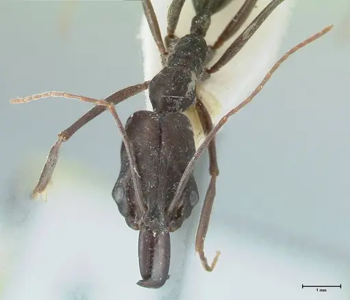 Odontomachus aciculatus specimen FOCOL1072 image focol1072_2