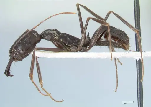 Odontomachus aciculatus specimen FOCOL1072 image focol1072_3