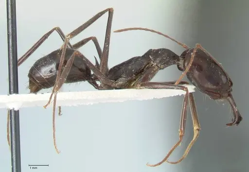 Odontomachus aciculatus specimen FOCOL1072 image focol1072_4