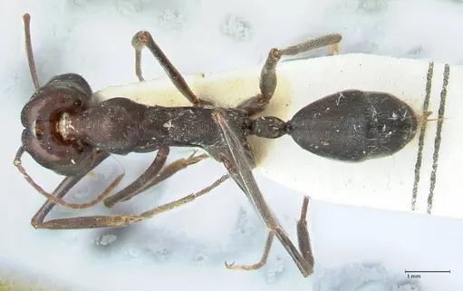 Odontomachus aciculatus specimen FOCOL1073 image focol1073_1