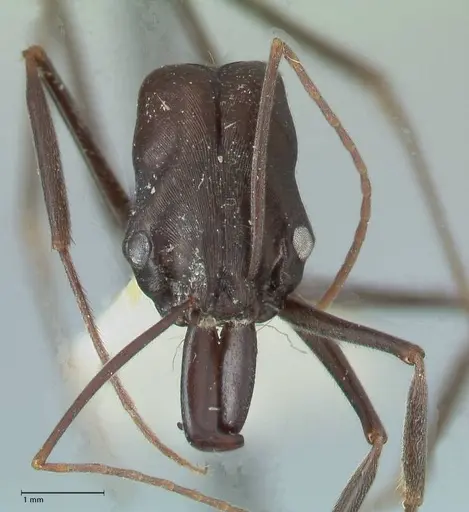 Odontomachus aciculatus specimen FOCOL1073 image focol1073_2