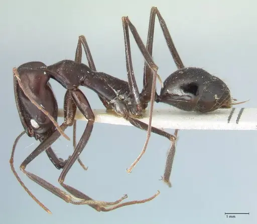 Odontomachus aciculatus specimen FOCOL1073 image focol1073_3
