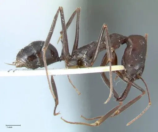 Odontomachus aciculatus specimen FOCOL1073 image focol1073_4