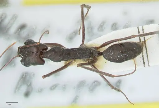 Odontomachus aciculatus specimen FOCOL1074 image focol1074_1