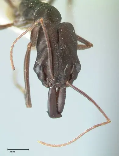 Odontomachus aciculatus specimen FOCOL1074 image focol1074_2