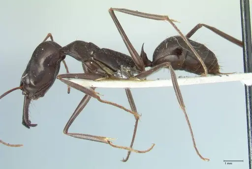 Odontomachus aciculatus specimen FOCOL1074 image focol1074_3