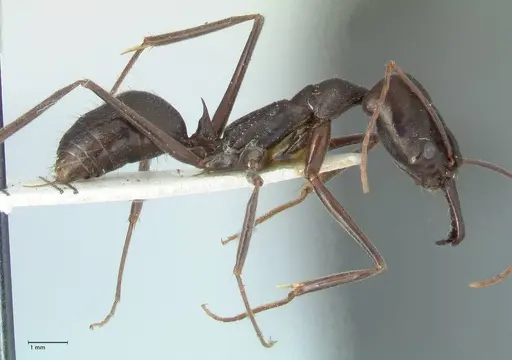 Odontomachus aciculatus specimen FOCOL1074 image focol1074_4