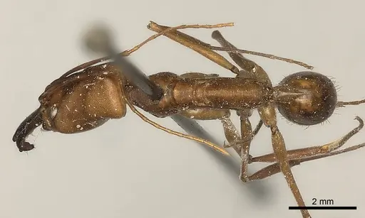 Odontomachus affinis specimen CASENT0217536 image casent0217536_1