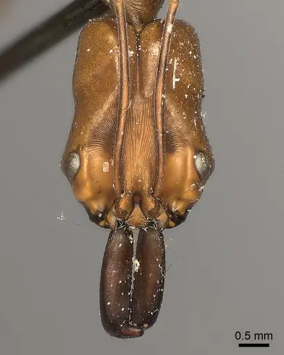 Odontomachus affinis specimen CASENT0217536 image casent0217536_2