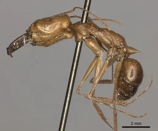 Odontomachus affinis specimen CASENT0217536 image casent0217536_3
