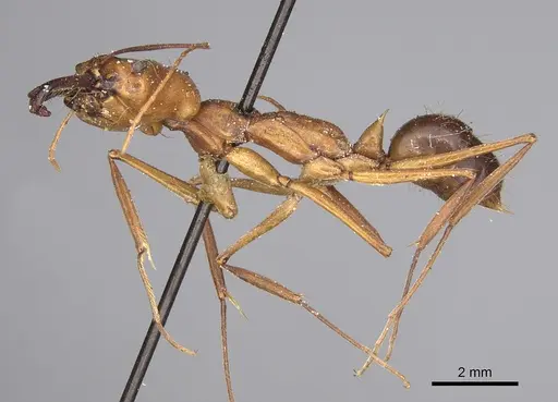 Odontomachus affinis specimen CASENT0923413 image casent0923413_1