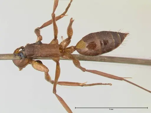 Odontomachus affinis specimen FOCOL0682 image focol0682_1