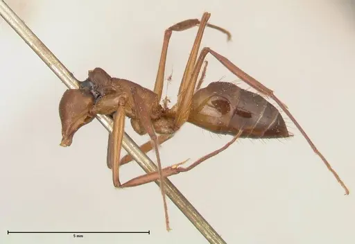 Odontomachus affinis specimen FOCOL0682 image focol0682_2
