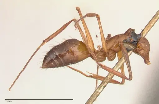 Odontomachus affinis specimen FOCOL0682 image focol0682_3