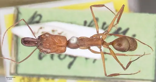 Odontomachus affinis specimen FOCOL1055 image focol1055_1