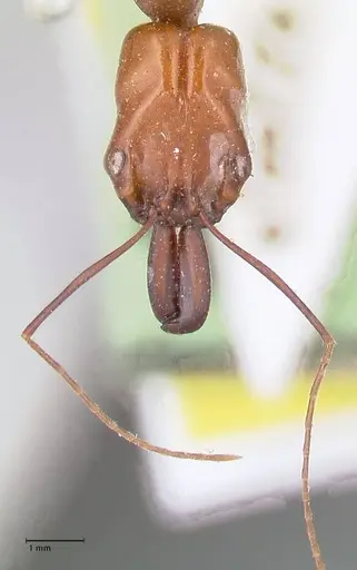 Odontomachus affinis specimen FOCOL1055 image focol1055_2