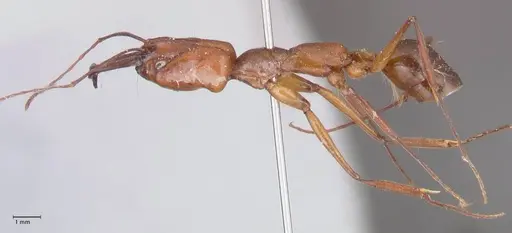 Odontomachus affinis specimen FOCOL1055 image focol1055_3
