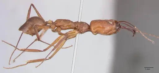 Odontomachus affinis specimen FOCOL1055 image focol1055_4