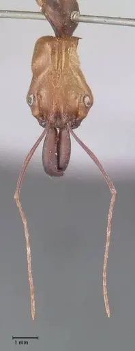 Odontomachus affinis specimen FOCOL1056 image focol1056_2