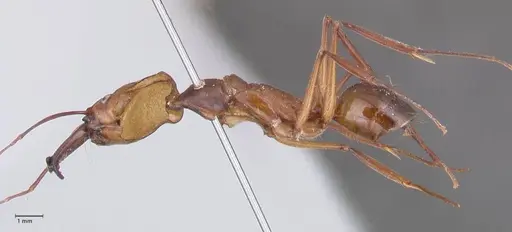 Odontomachus affinis specimen FOCOL1056 image focol1056_3