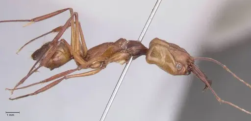Odontomachus affinis specimen FOCOL1056 image focol1056_4