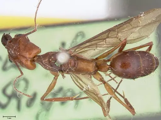 Odontomachus affinis specimen FOCOL1057 image focol1057_1