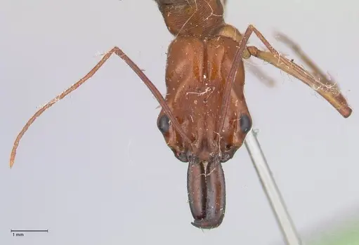 Odontomachus affinis specimen FOCOL1057 image focol1057_2