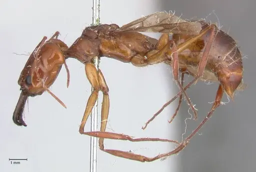 Odontomachus affinis specimen FOCOL1057 image focol1057_3