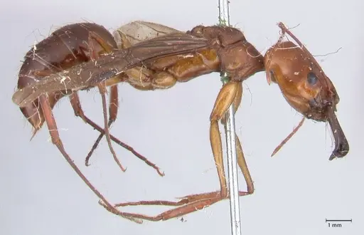 Odontomachus affinis specimen FOCOL1057 image focol1057_4