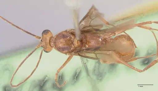 Odontomachus affinis specimen FOCOL1058 image focol1058_1