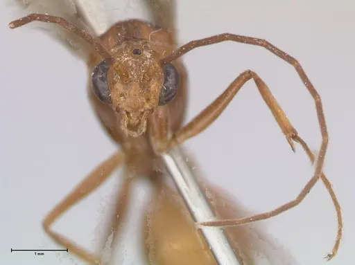 Odontomachus affinis specimen FOCOL1058 image focol1058_2