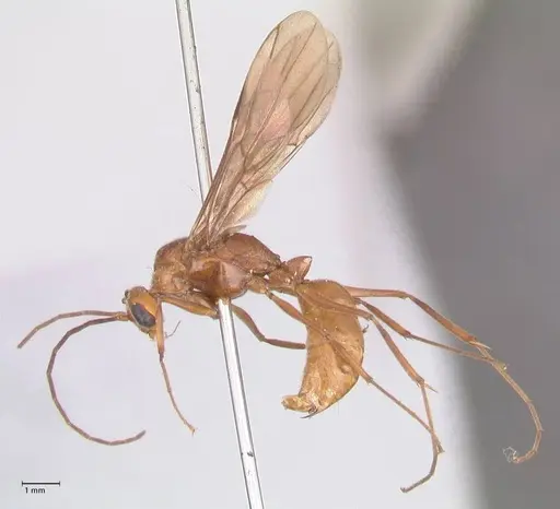 Odontomachus affinis specimen FOCOL1058 image focol1058_3
