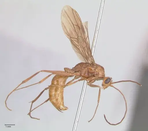 Odontomachus affinis specimen FOCOL1058 image focol1058_4