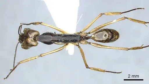 Odontomachus alius specimen CASENT0915896 image casent0915896_1