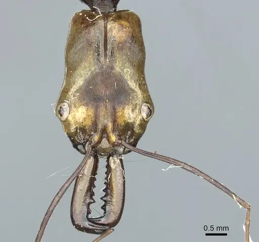 Odontomachus alius specimen CASENT0915896 image casent0915896_2