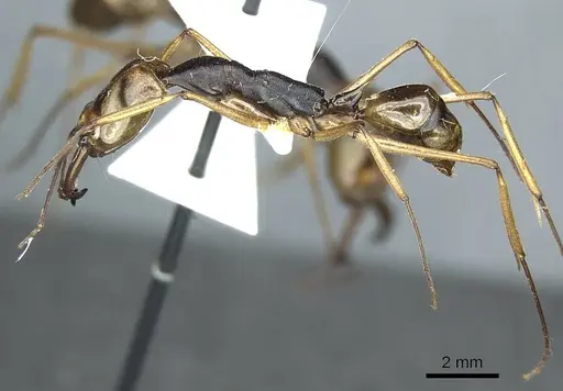 Odontomachus alius specimen CASENT0915896 image casent0915896_3