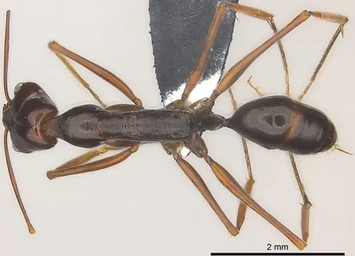 Odontomachus angulatus specimen CASENT0184584 image casent0184584_1