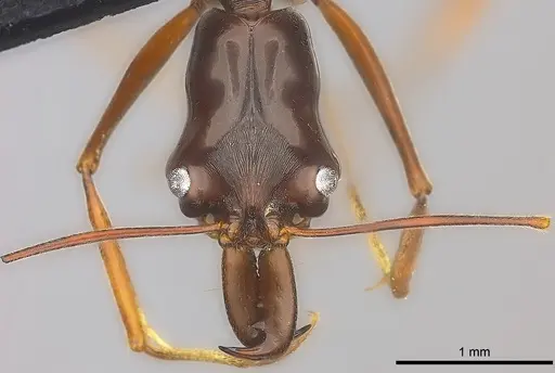 Odontomachus angulatus specimen CASENT0184584 image casent0184584_2