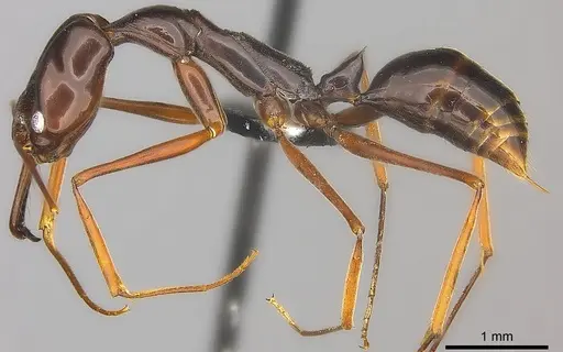 Odontomachus angulatus specimen CASENT0184584 image casent0184584_3