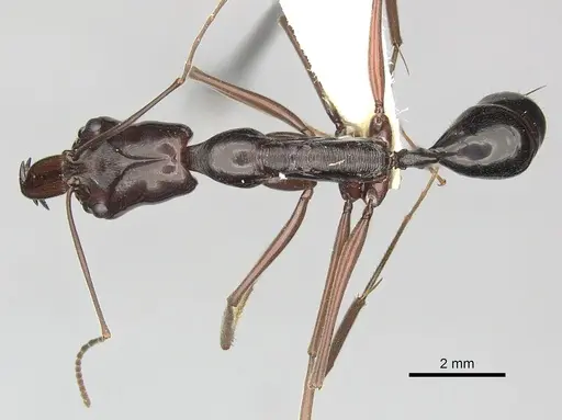 Odontomachus angulatus specimen CASENT0270615 image casent0270615_1