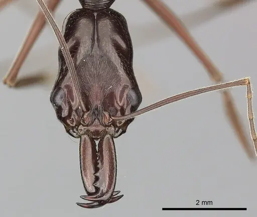 Odontomachus angulatus specimen CASENT0270615 image casent0270615_2