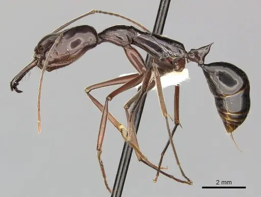Odontomachus angulatus specimen CASENT0270615 image casent0270615_3