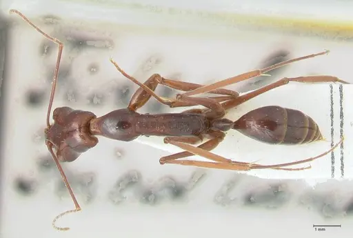 Odontomachus angulatus specimen FOCOL1078 image focol1078_1