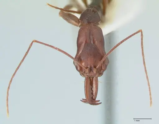 Odontomachus angulatus specimen FOCOL1078 image focol1078_2