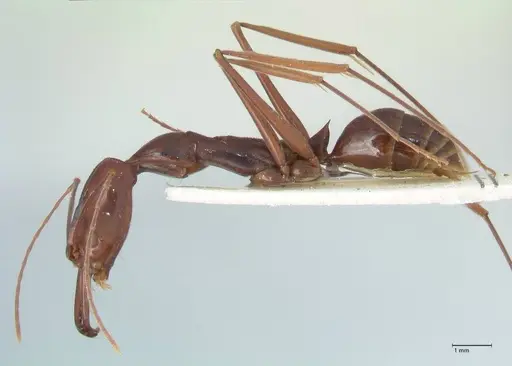 Odontomachus angulatus specimen FOCOL1078 image focol1078_3